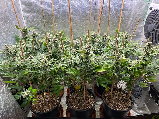 Growreport Bild 1