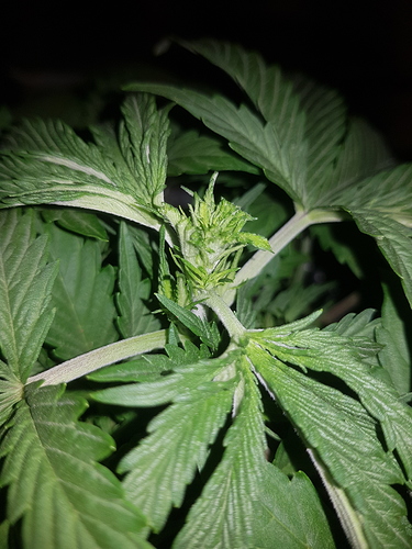 Growreport Bild 9