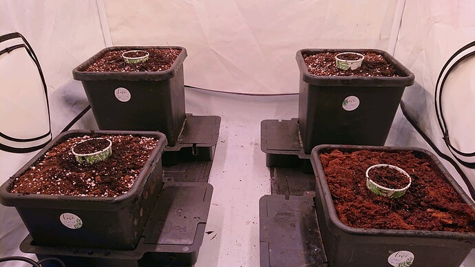 obscura1659098790839