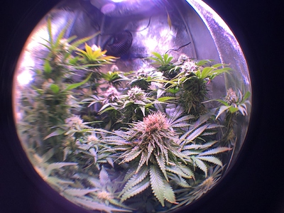 Growreport Bild 2