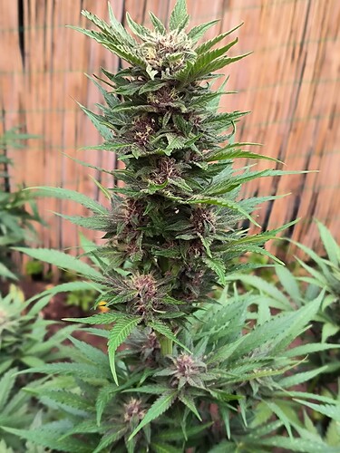 Growreport Bild 6