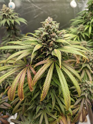 Growreport Bild 9