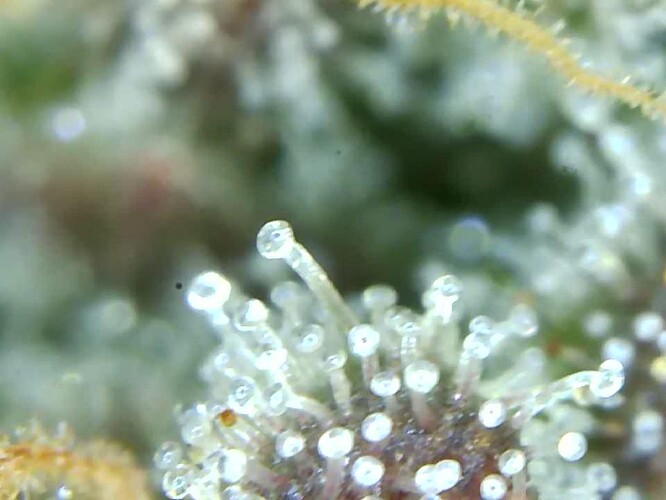 Growreport Bild 20