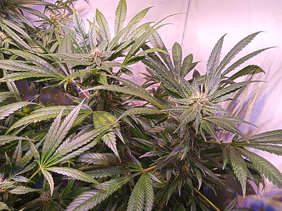 Growreport Bild 5