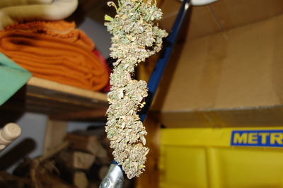 Growreport Bild 40