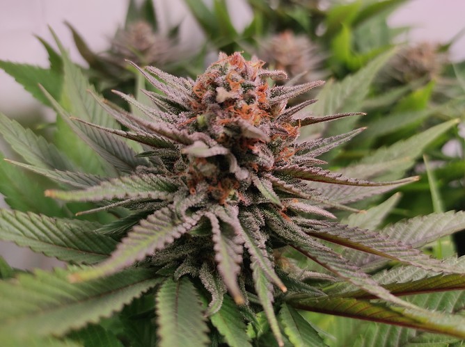 Growreport Bild 2