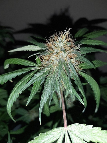 Growreport Bild 3