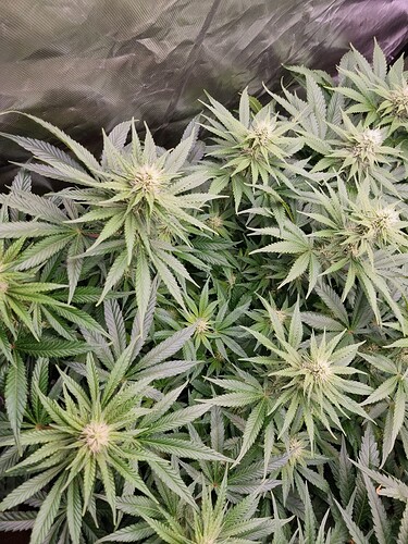 Growreport Bild 16