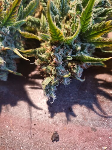 Growreport Bild 50