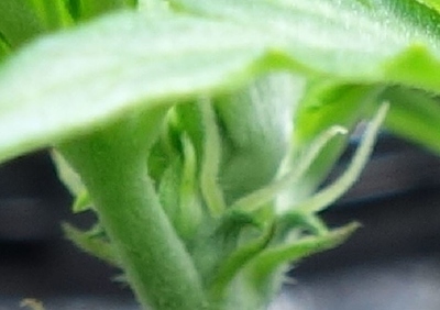 Nahaufnahme der Spitze einer jungen Cannabispflanze, die Anzeichen von Vorblüte zeigt.