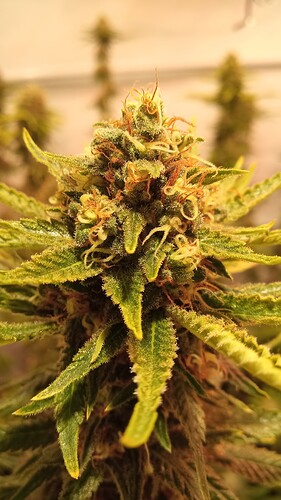 Growreport Bild 41