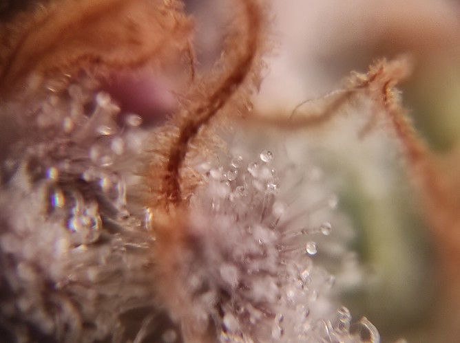 Growreport Bild 27