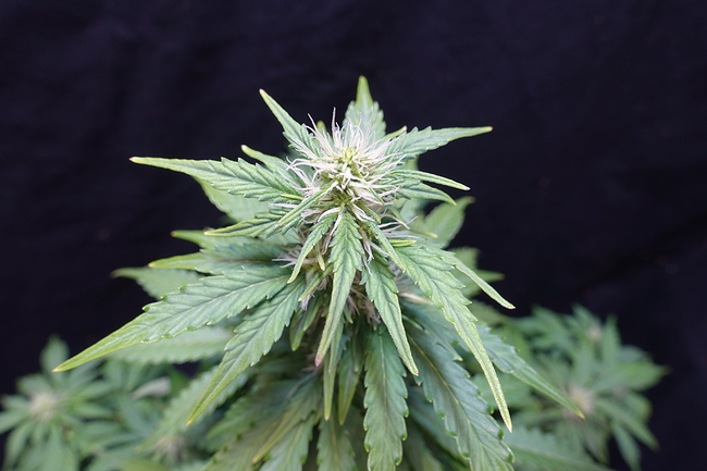 Growreport Bild 22