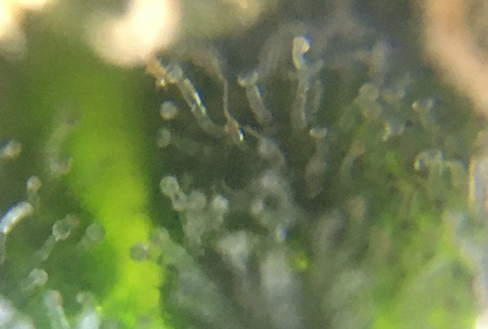 Growreport Bild 7