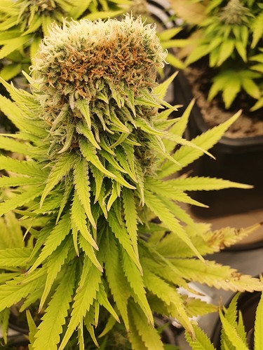 16392415742446639883863421849453