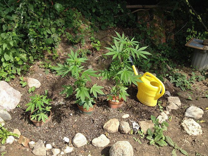 vt42_Autos
