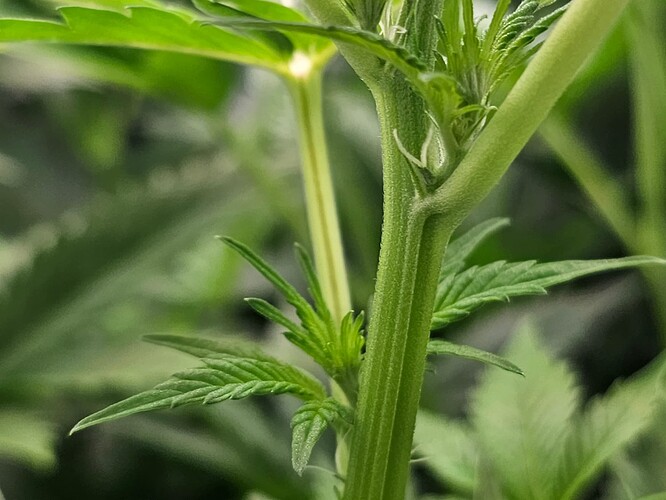Growreport Bild 5