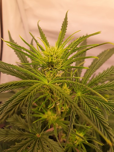 Growreport Bild 3