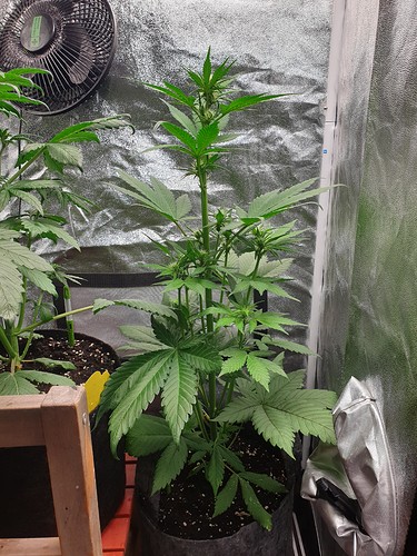 Growreport Bild 9