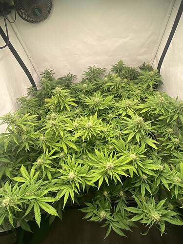Growreport Bild 4