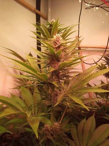 Growreport Bild 13