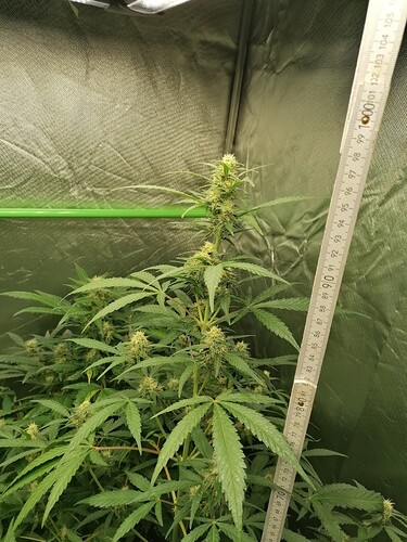 Growreport Bild 9