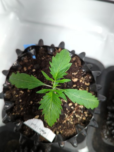 masterkush_wt2