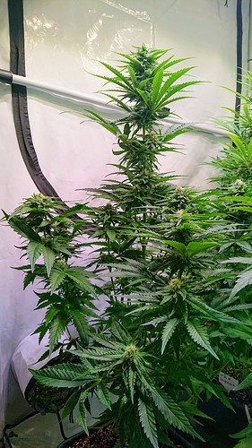 Growreport Bild 3
