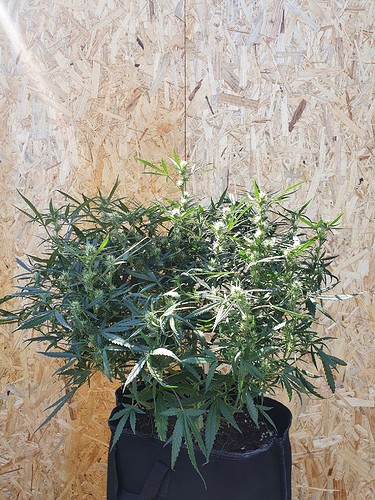 Growreport Bild 9