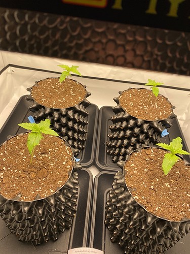 Growreport Bild 7