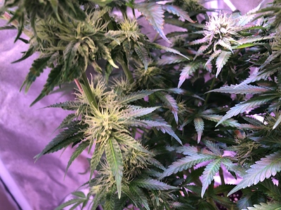 Growreport Bild 20