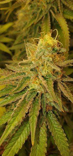 Growreport Bild 1