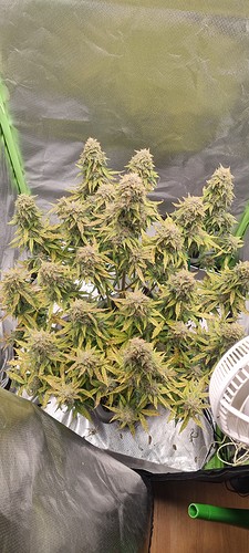 Growreport Bild 16