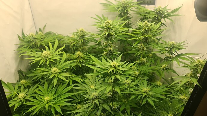 Growreport Bild 1