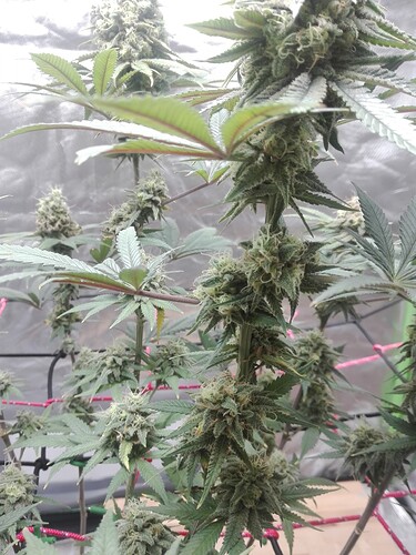 Growreport Bild 1