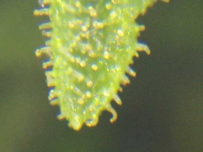 Growreport Bild 15