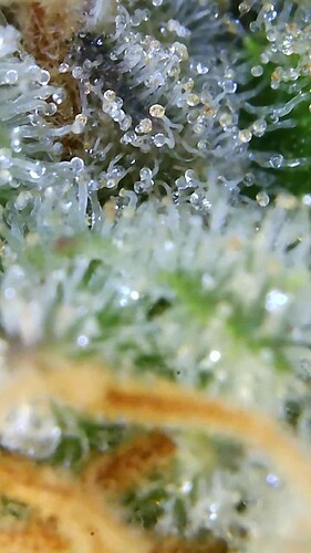Growreport Bild 28