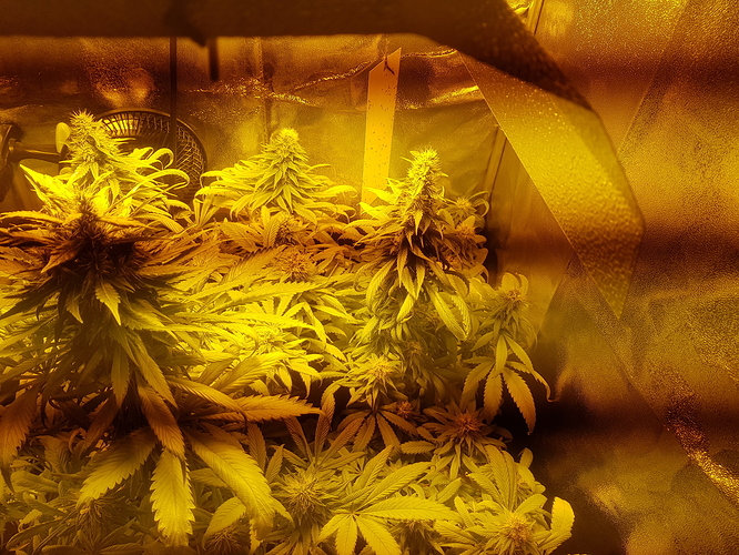 Growreport Bild 3