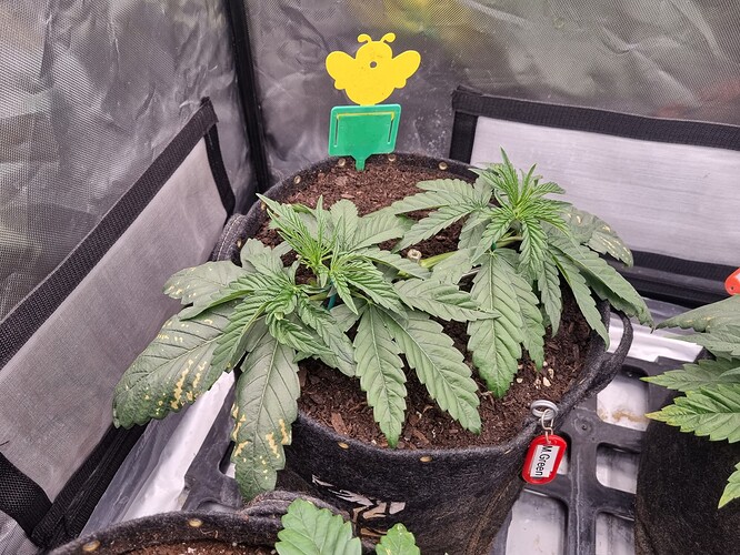 Growreport Bild 55