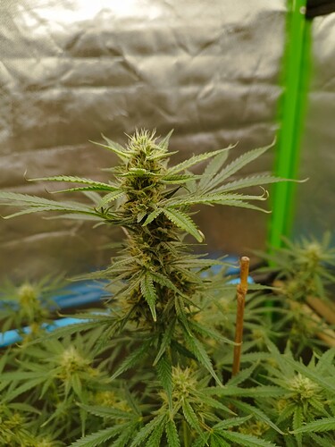 Growreport Bild 4