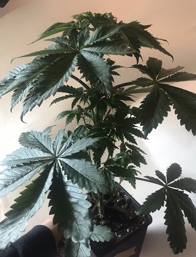 Growreport Bild 1