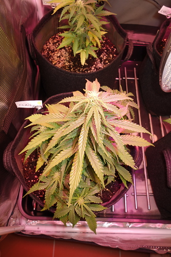 Growreport Bild 10