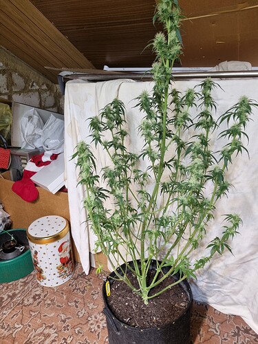 Growreport Bild 17