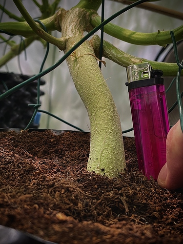 Growreport Bild 58