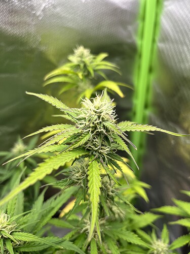 Growreport Bild 16