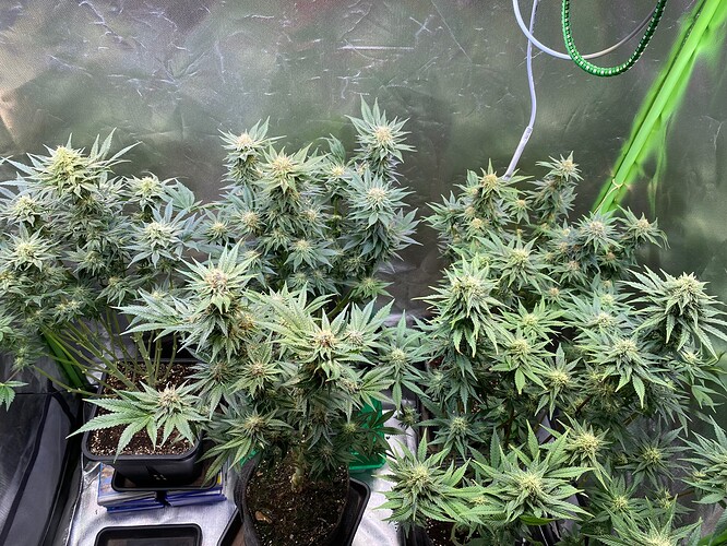 Growreport Bild 1