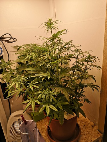 Growreport Bild 3