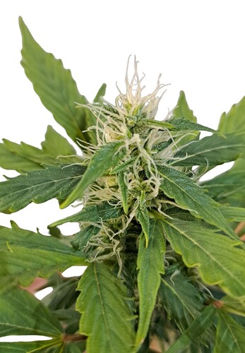 Growreport Bild 5