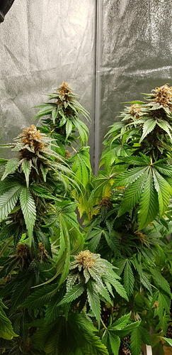 Growreport Bild 1