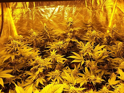 Growreport Bild 11